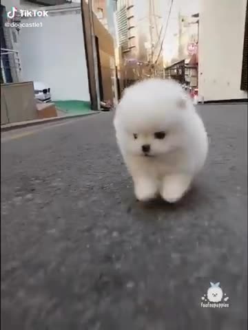 Cute Dog | Only Adorable Pets Inside