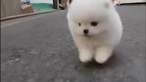 Cute Dog | Only Adorable Pets Inside