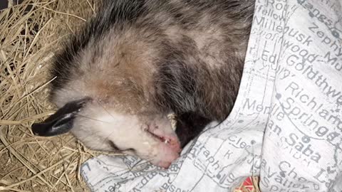 Let Sheepin' 'Possums Lie