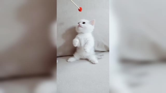 funny cat videos | cute cat videos | cute animals | funny cats