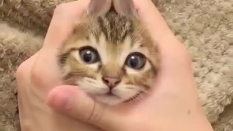Kitten Loves to Get Her Head Betwen my Hands