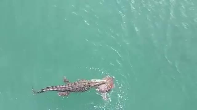 Absolutely amazing footage of a croc at Alau Beach
