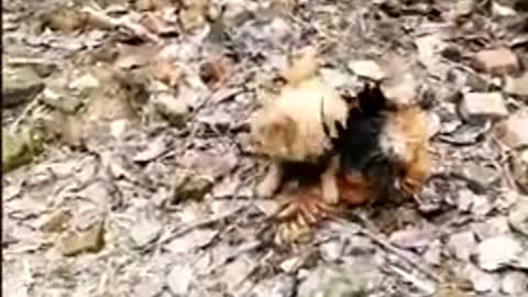 Chicken fight vs dog fight
