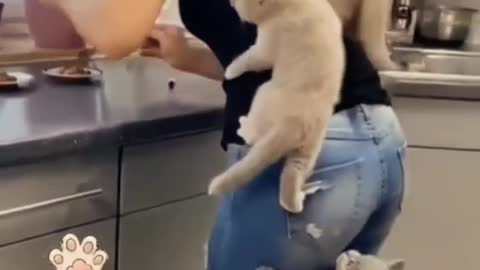 Kittens climb their owner as they couldn't wait for food 😂