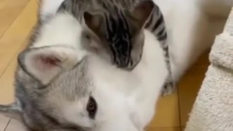 Dog and cat love video viral 🤩
