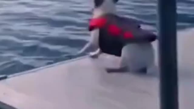 Funny Dog Fails