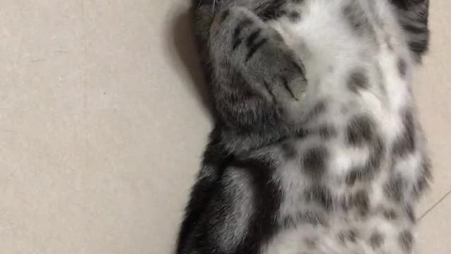 My kitty umjee loves sleeping like a tiny human