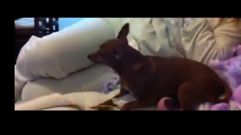 PINSCHER BRAVO - TRY NOT TO LAUGH WITH THESE CHILDREN - Pinscher Dog