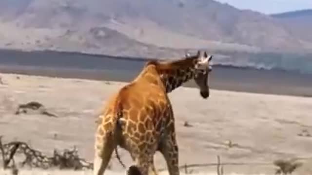 pride of lion's kills baby giraffe front of mother.