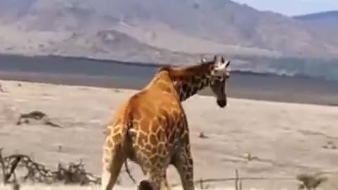 pride of lion's kills baby giraffe front of mother.