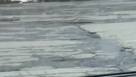Policemen Attempt to Hit Raccoon