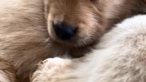 Fuffy togather....puppiess