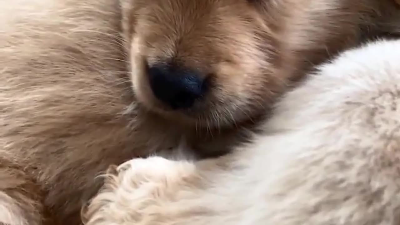 Fuffy togather....puppiess