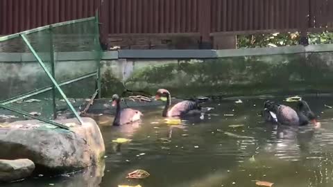 Black swan
