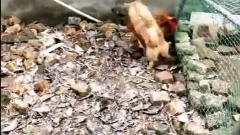 Very Funny😂😂 Dog Vs Chicken Funny Fight || Funny Dog and Hen Fight || Try if you can't laugh