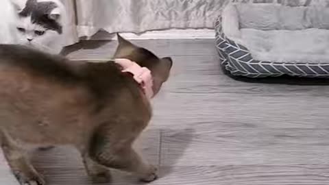 i dare you not to laugh with this funny cat😂😂