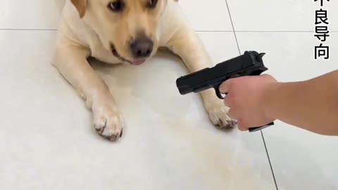 Dog and funny animals