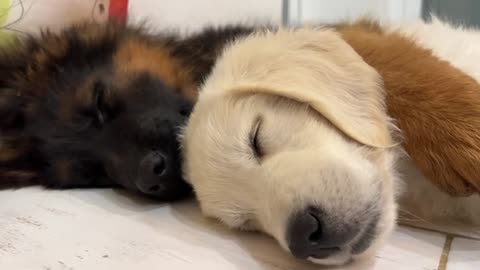 How the Cutest German Shepherd and Golden Retriever Puppies Sleep
