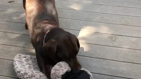 Black dog carries grey matt out onto wood porch