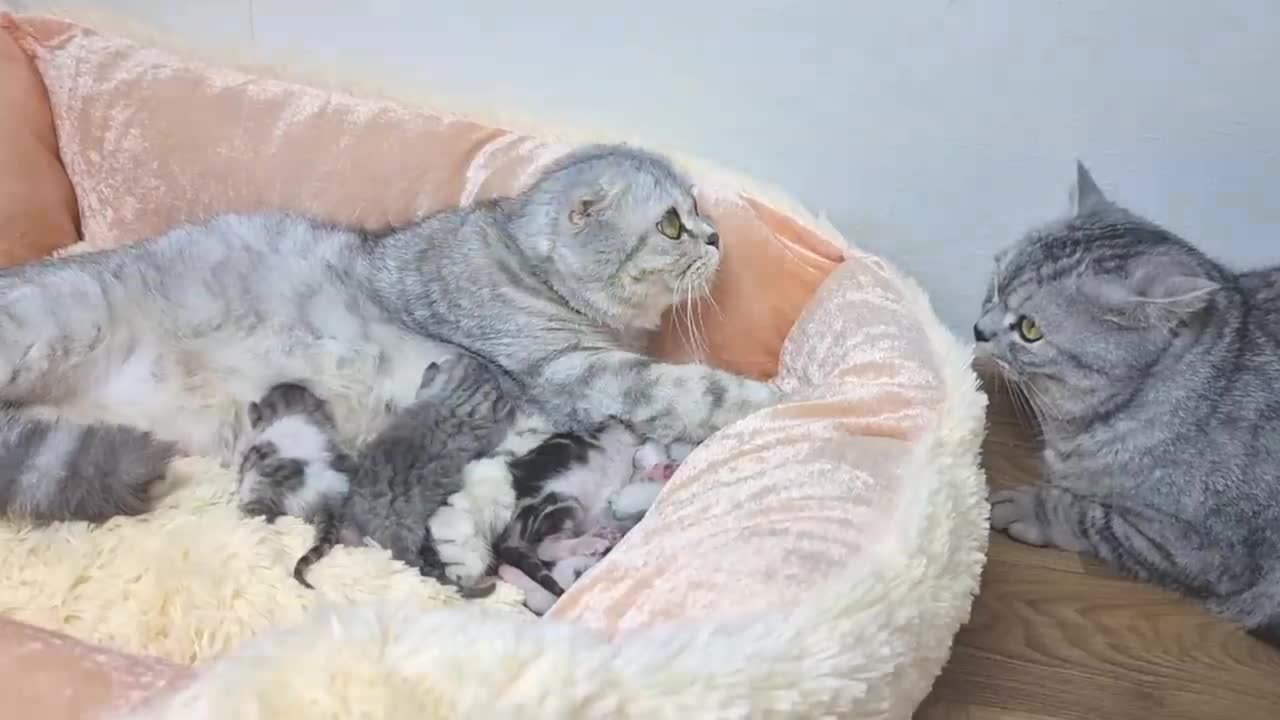 Mother cat see her kittens for the first time