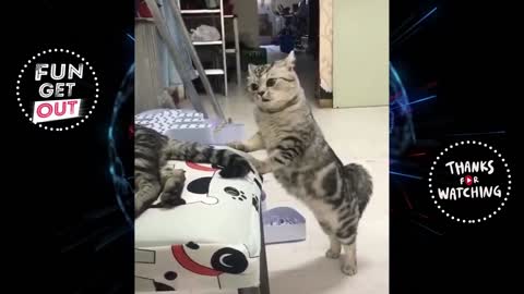 Cats Wanna Have Fun , Funny Cat Compilation 2020