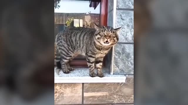 Cats talking !! these cats can speak english better than hooman_Full-HD