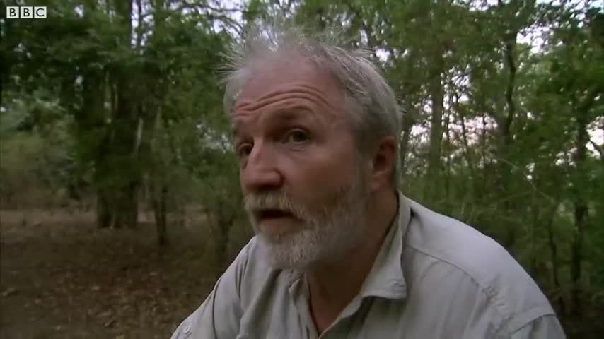 Tiger Cubs Practice Stalking | Expedition Tiger | BBC Earth