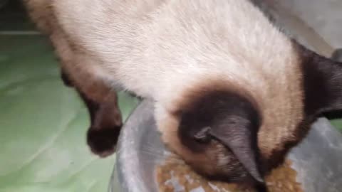 Fluffy cat eating food