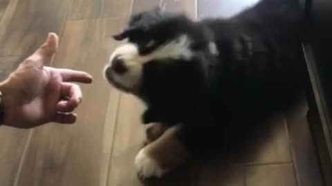 Puppy introduced to peanut butter for the first time