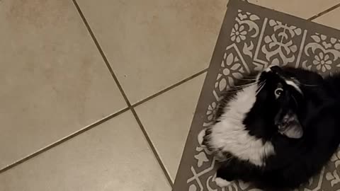 Kitty Treat Time!