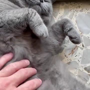 Gatto siberiano bellissimo