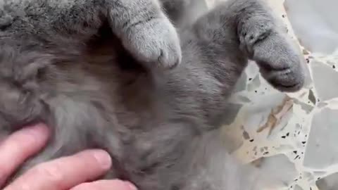 Gatto siberiano bellissimo