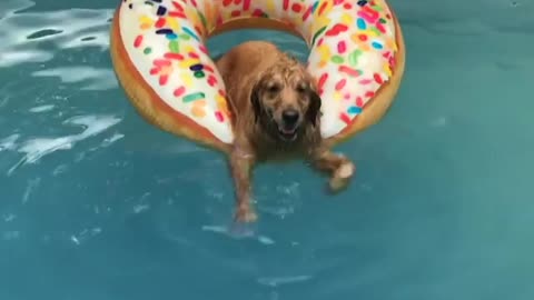 Golden Retriever on donut floatie doggy paddles in pool