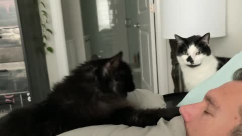 Cat screams at night after owner moves
