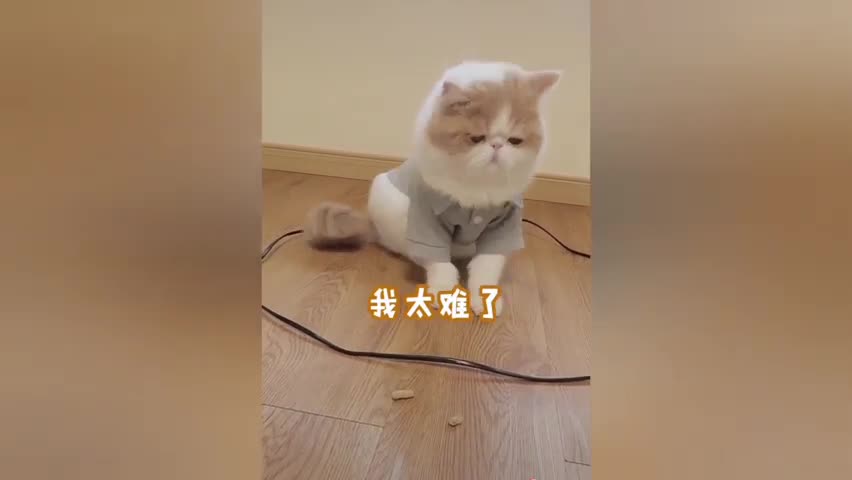 I am a cat that I do not exceed my limits