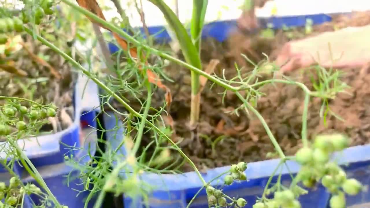 How to Grow Garlic and Harvest Bulbs at Home