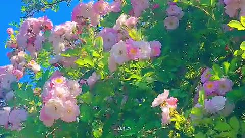 The eye is colorful beauty, Qinqinheart is the realm of birds and flowers