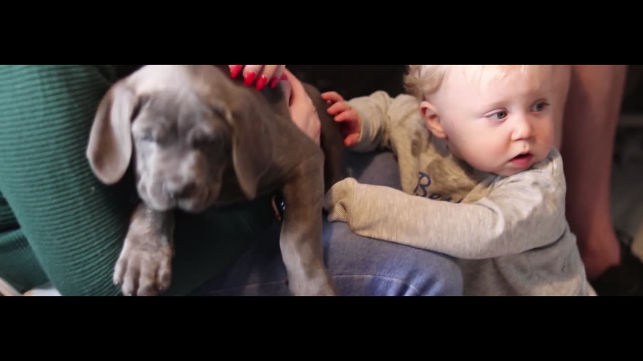 CANE CORSO PUPPY! First Day at Home With Our New Cane Corso Puppy!