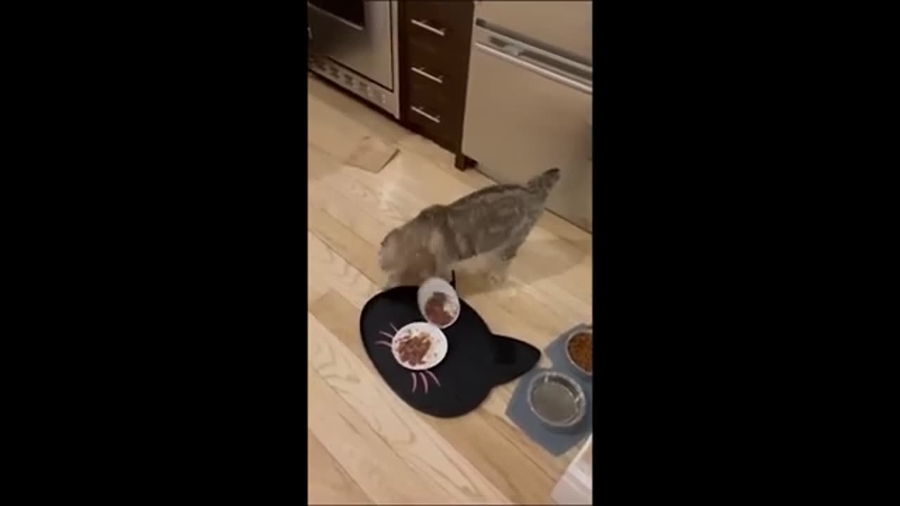 LFunniest Animals 2023 😂 | Funniest Cats and Dogs 🐱🐶 | Part 11/Hayppy Pet