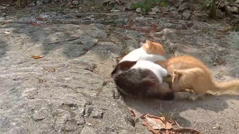 Cat funny Berantem teroosss, nakalnya nggak ada obat