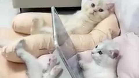 Funny animals | Adorable cats and dogs 2022