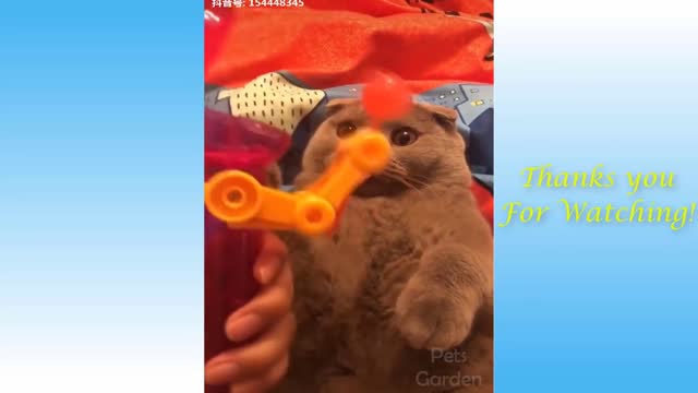 Best Funny Cats and Dogs 2021 LOVE ANIMAL
