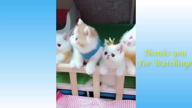 Top Funny Cat Videos of The Weekly TRY NOT TO LAUGH 17 Pets Garden