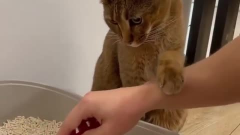 very smart and cute cat#SHORTS