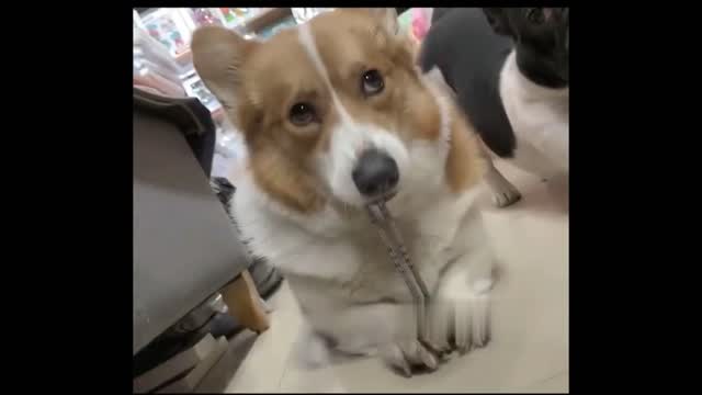 My Happy Dogs Present