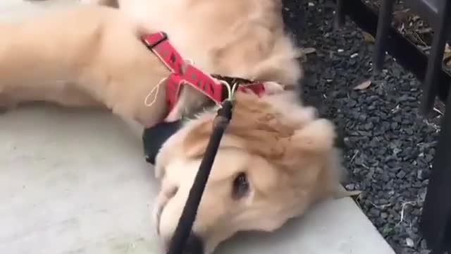 A dog that refuses to walk