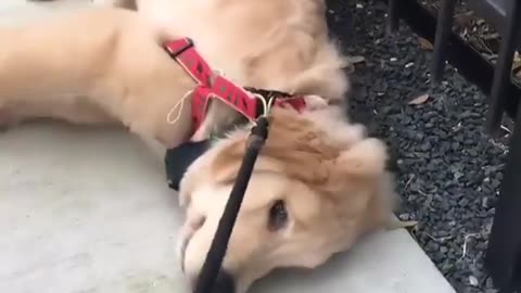 A dog that refuses to walk