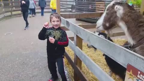 TRY NOT TO LAUGH - Funny Babies At The Zoo - LAUGH TRIGGER
