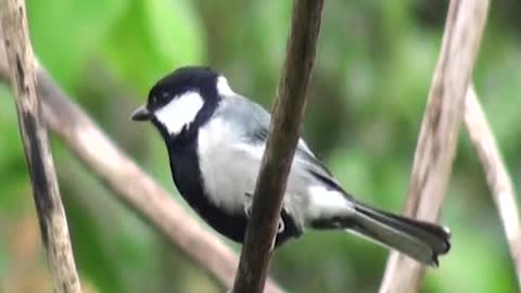 Cinereous Tit | Parus cinereus | Cinereous Tit Call