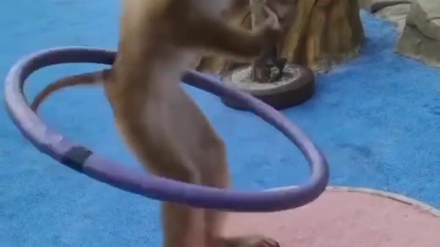 holahop monkey